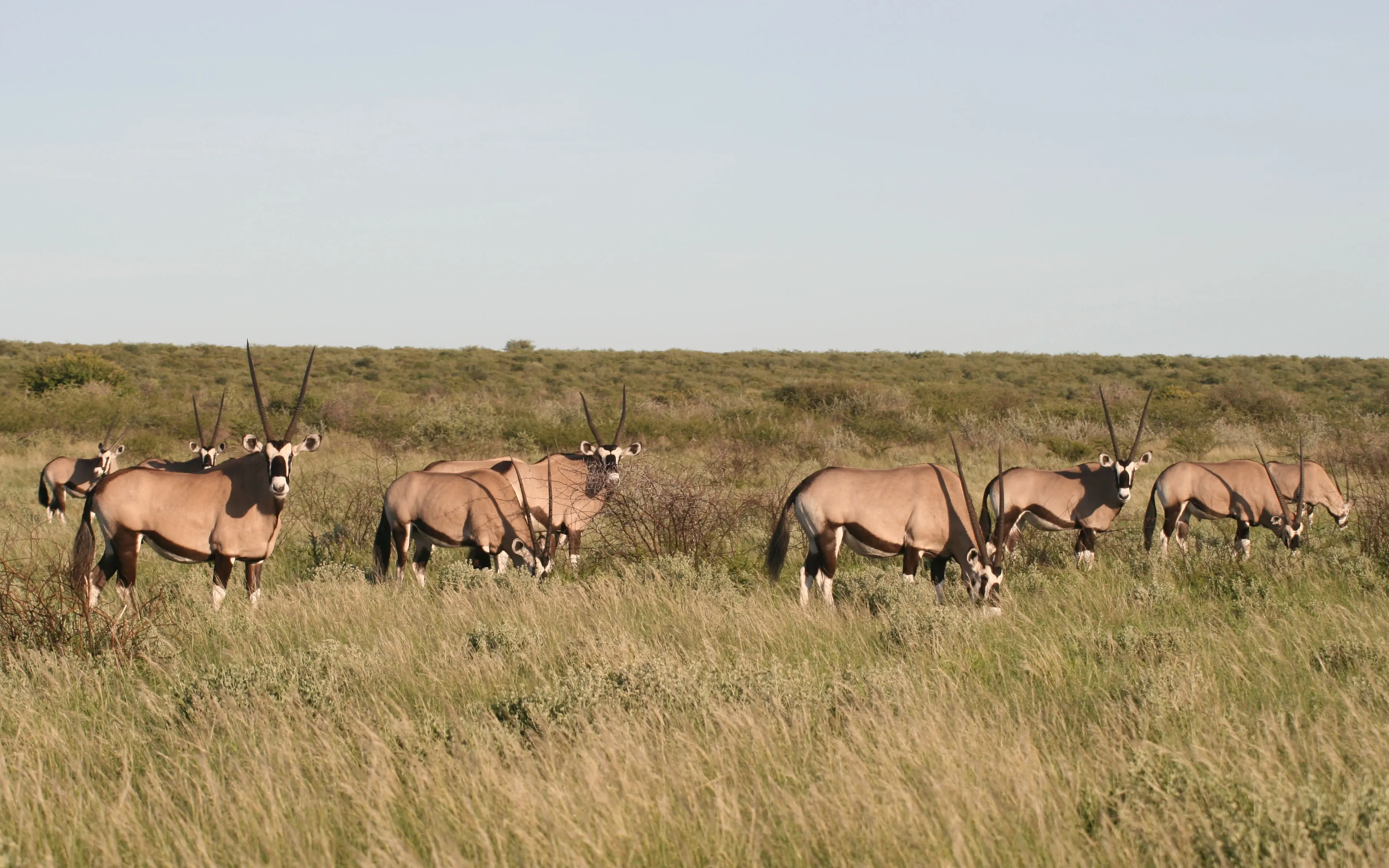 Central Kalahari Game Reserve, Botswana
