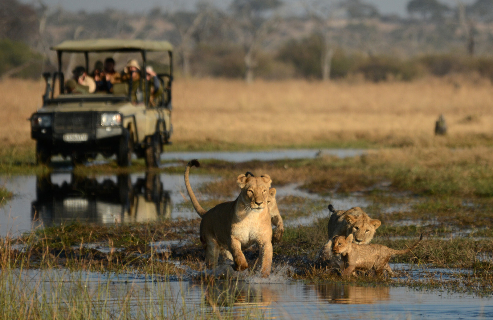 Chobe National Park, Botswana