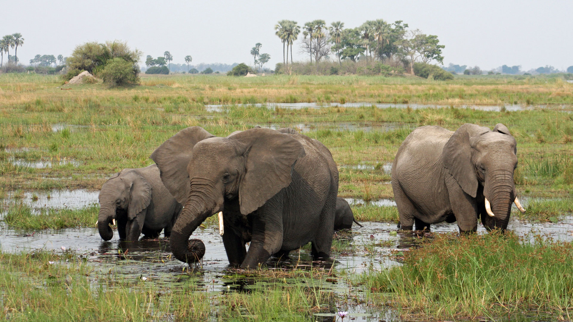 Moremi Game Reserve, Botswana